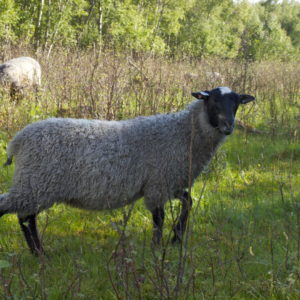 Austrått Agrotourismus, norsk pelssau,lamm auf der weide