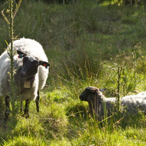 Austrått Agrotourismus, Norsk Pelssau, mutterschaf mit lamm auf weide, das lamm liegt und ruht, eine weidende Mutterschaf
