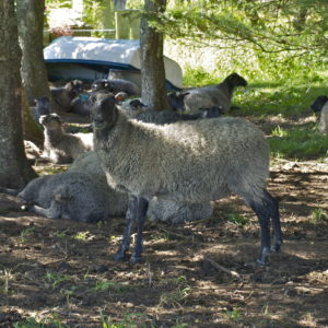 Austrått Agrotourismus, Norsk pelssau, eine Schafherde ruht sich im Schatten