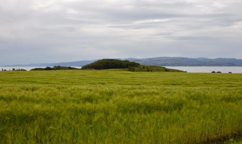 Kultur in Austrått, Skjegghaugen, erfahrungen bei Austrått agrotourismus, ein kornfeld im Vordergrund, ein Grabhügel im Hintergrund
