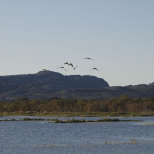 Rusasetvatnet, Vogelwelt, Austrått agrotourismus, eine kleine Graugans-Herde in Flug über blauen Himmel, mehrere Graugans kann auf einer kleinen Insel gesehen werden