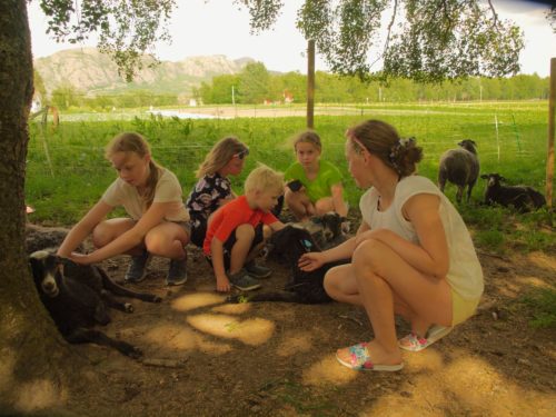 Örland, Austraatt agroturismus,Norwegisches pelzschaf, eine Gruppe von Kindern, die Lämmer kuscheln en gruppe barn kjæler med noen lam